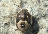 Holcostethus limbolarius; Stink Bug species nymph