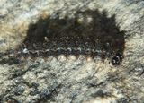 Phyciodes tharos; Pearl Crescent caterpillar