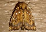 9471 - Papaipema arctivorens; Northern Burdock Borer