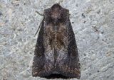 9502 - Papaipema nelita; Coneflower Borer Moth 