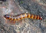 Meracantha contracta; Darkling Beetle species larva