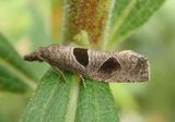 3116 - Pelochrista dorsisignatana; Triangle-backed Pelochrista