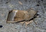 9496 - Papaipema nebris; Stalk Borer