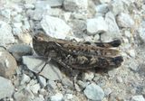 Ageneotettix deorum; White-whiskered Grasshopper