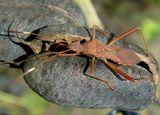 Megalotomus quinquespinosus; Lupine Bug