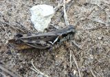 Melanoplus sanguinipes; Migratory Grasshopper; female