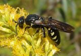 Myzinum obscurum; Thynnid Wasp species; female