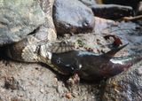 Northern Water Snake with Channel Catfish