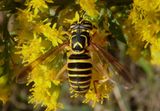 Spilomyia longicornis; Syrphid Fly species