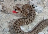 DeKays Brown Snake