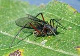 Longistigma caryae; Giant Bark Aphid 