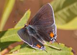 Strymon melinus; Gray Hairstreak