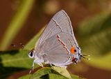 Strymon melinus; Gray Hairstreak 