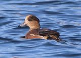 American Wigeon; male