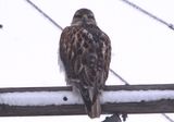 Ferruginous Hawk