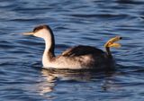 Western Grebe