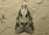 3740 - Platynota idaeusalis; Tufted Apple Bud Moth