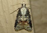 3743 - Platynota exasperatana; Exasperating Platynota