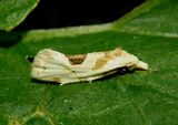 3754.1 - Aethes angustana; Tortricid Moth species 