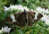 7293-7294 - Rheumaptera hastata/subhastata complex; Geometrid Moth species