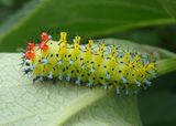 7767 - Hyalophora cecropia; Cecropia Moth caterpillar