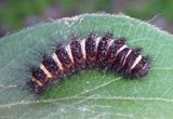 8134 - Spilosoma congrua; Agreeable Tiger Moth caterpillar