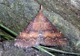 8379 - Renia factiosalis; Sociable Renia