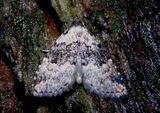 8426 - Dyspyralis illocata; Visitation Moth