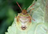 Banasa dimidiata; Stink Bug species nymph