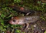 Blue Ridge Blackbelly Salamander
