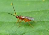 Braconidae Braconid Wasp species; female
