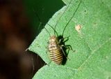 Cerastipsocus venosus; Barklouse species nymph