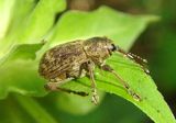 Curculio Acorn Weevil species