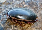 Cybister fimbriolatus; Predaceous Diving Beetle species; female