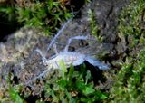 Eriosomatinae Woolly Aphid species