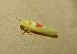 Erythridula verdana; Leafhopper species