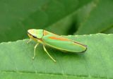 Graphocephala fennahi; Rhododendron Leafhopper