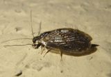 Hemerobiinae Brown Lacewing species