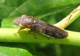 Homalodisca vitripennis; Glassy-winged Sharpshooter