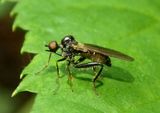 Hybos Hyboitid Dance Fly species 