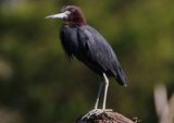 Little Blue Heron; breeding 