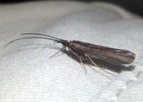 Molanna Hood Casemaker Caddisfly species