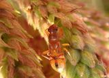 Neopamera bilobata; Dirt-colored Seed Bug species nymph