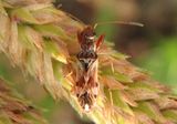 Neopamera bilobata; Dirt-colored Seed Bug species