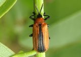 Odontota dorsalis; Locust Leaf Miner