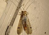 Panorpa Common Scorpionfly species; female