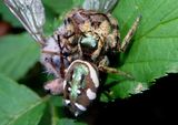 Paraphidippus aurantius; Jumping Spider species