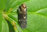 Synecdoche dimidiata; Achilid Planthopper species