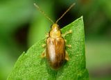 Systena marginalis; Margined Systena