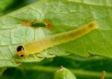 Tenthredinidae Common Sawfly species larva